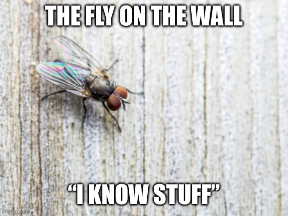 Fly