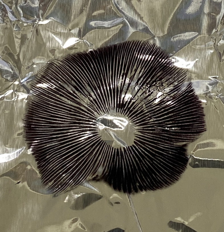 Spore Print